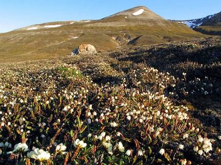 Desertos polares: características, clima, flora e fauna 1