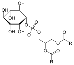 Fosfatidilinositol: estrutura, formação, funções 1