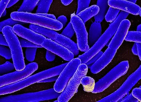 10 bactérias benéficas para o ser humano e características 2