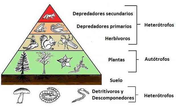 Qual é a lei do dízimo ecológico ou 10%? 1