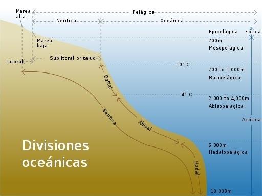 Fundo do mar: características, relevo, tipos, flora e fauna 28