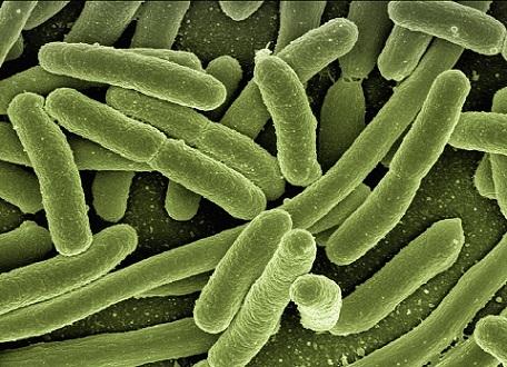 Esfregaço bacteriano: características e preparação 1