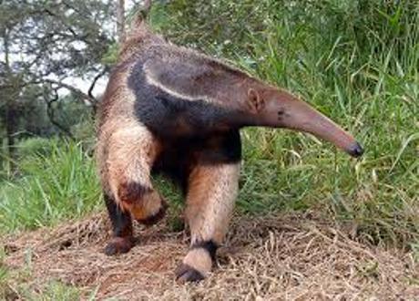 Os 10 animais que comem insetos mais relevantes 1