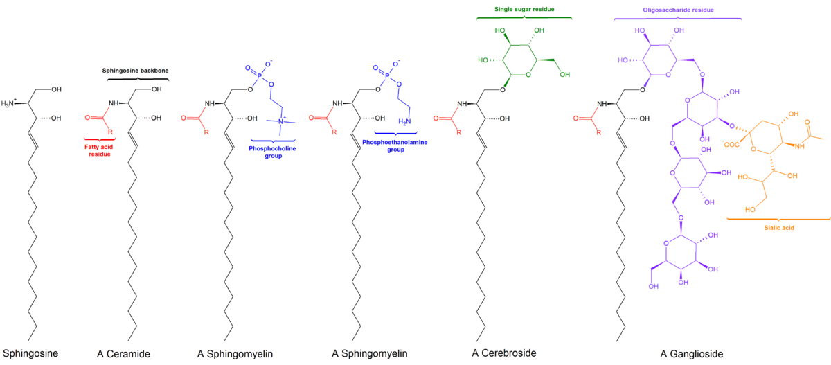 Esfingolipídeos: características, funções, grupos, síntese 2