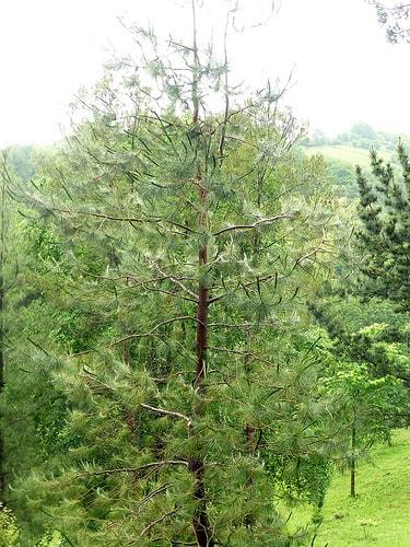Pinus greggii: características, distribuição e ciclo de vida 3