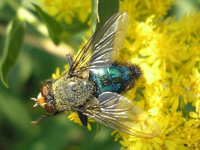 Entomologia Forense: história, que estudos e importância 1