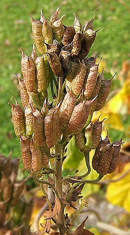 Aconitum napellus: características, habitats, usos e efeitos 4
