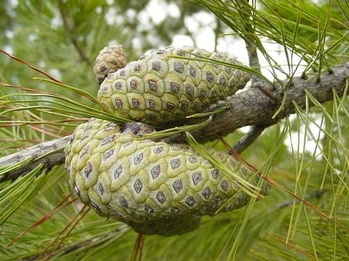 Pinus greggii: características, distribuição e ciclo de vida 2
