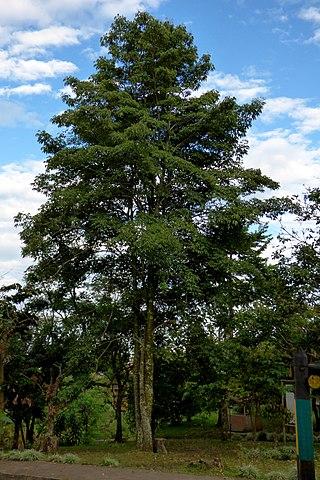 Tabebuia rosea: características, habitat, pragas e usos 9
