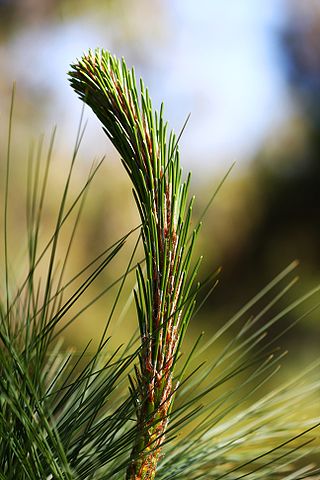 Pinus oocarpa: características, habitat, usos e cultivo 4