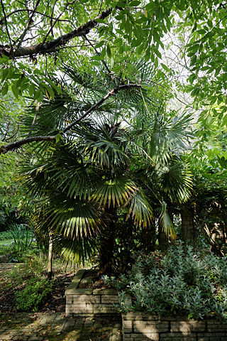 Trachycarpus: características, habitat, distribuição, espécies 1