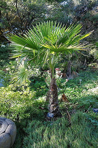 Trachycarpus: características, habitat, distribuição, espécies 5