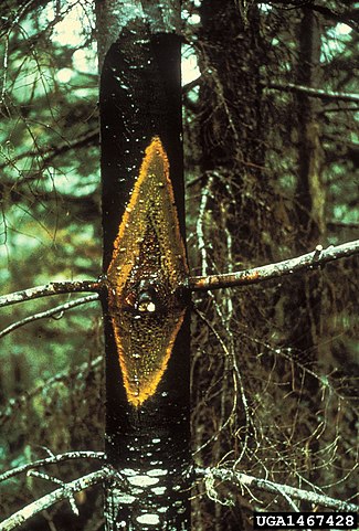 Pinus cembroides: características, habitat, usos e doenças 7
