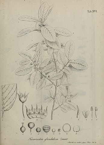 Karwinskia humboldtiana: características, habitat, usos 2