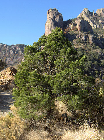 Pinus cembroides: características, habitat, usos e doenças 26