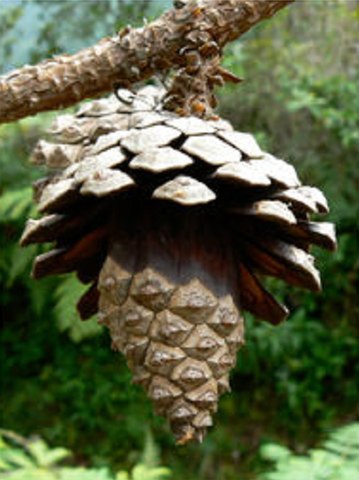Pinus oocarpa: características, habitat, usos e cultivo 3