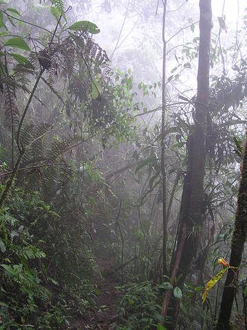 Floresta úmida tropical: características, clima, flora e fauna 47