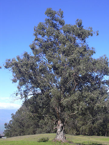 Eucalyptus globulus: características, habitat, importância e usos 1