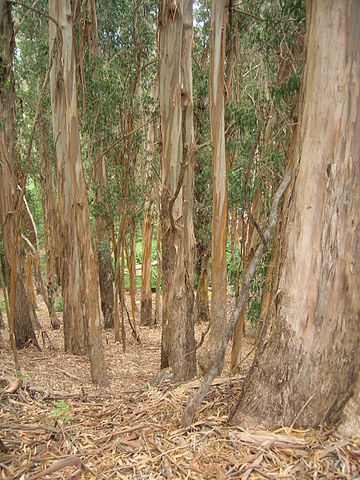 Eucalyptus globulus: características, habitat, importância e usos 3