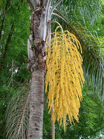 Palmeira Pindó: características, habitat, doenças 3