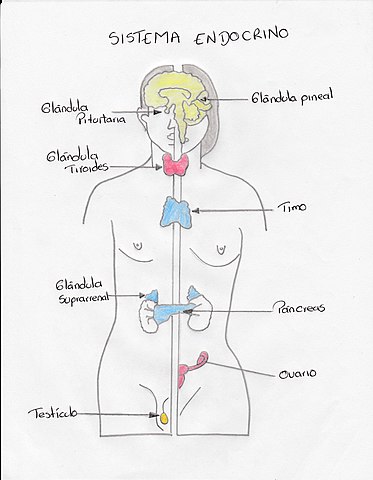 Sistema endócrino: funções, partes, doenças 1