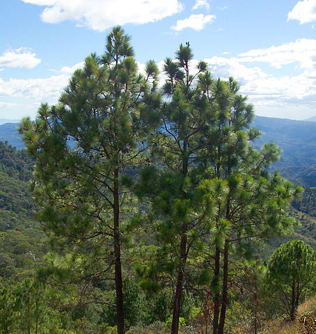 Pinus oocarpa: características, habitat, usos e cultivo 1