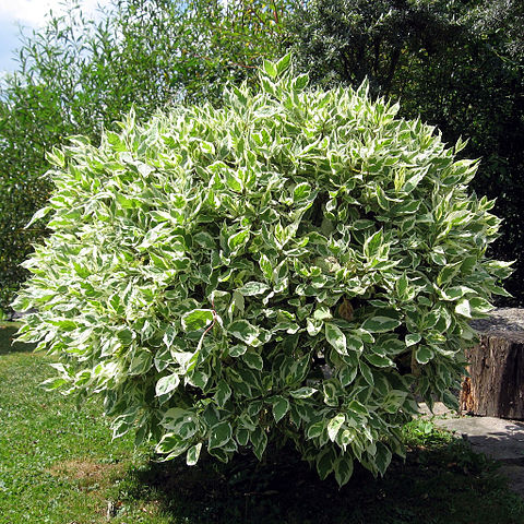 Ficus benjamina: características, reprodução, cuidados 10