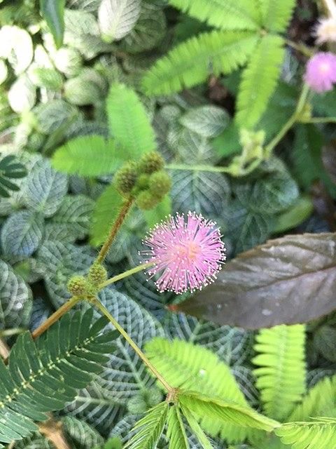 Leguminosas (Fabaceae): características, habitat, cultivo, usos 4