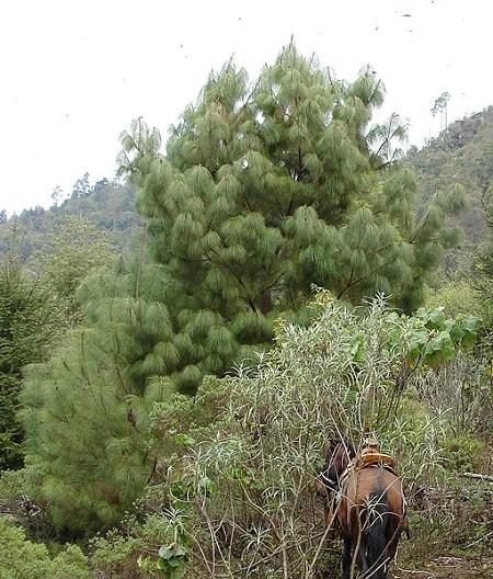 Pinus pseudostrobus: características, habitat, usos, cultivo 3
