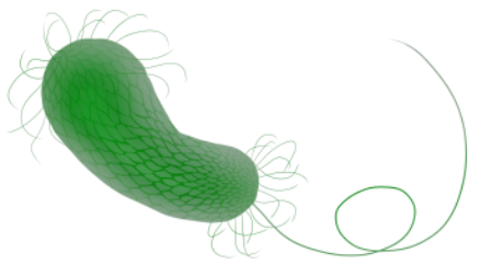 Pseudomonas aeruginosa: características, morfologia, sintomas 3