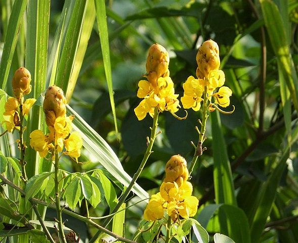 Leguminosas (Fabaceae): características, habitat, cultivo, usos 6