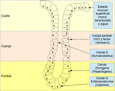 Piloroplastia: o que é, anatomia, fisiologia 5