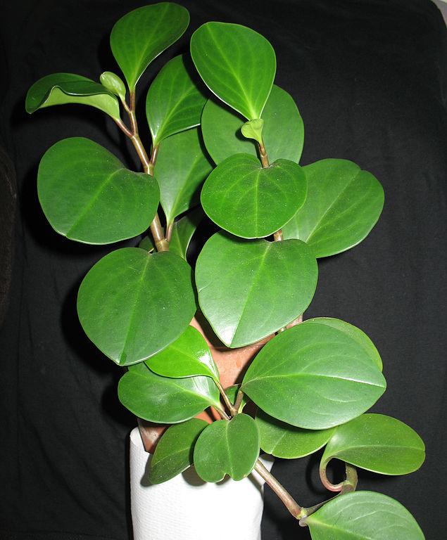 Piperaceae: características, distribuição e habitat, exemplos 8