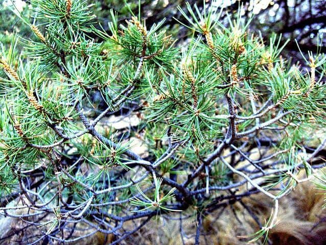 Pinus cembroides: características, habitat, usos e doenças 3
