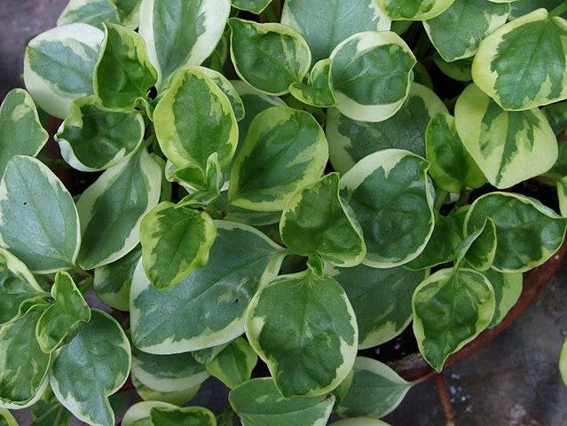 Piperaceae: características, distribuição e habitat, exemplos 3