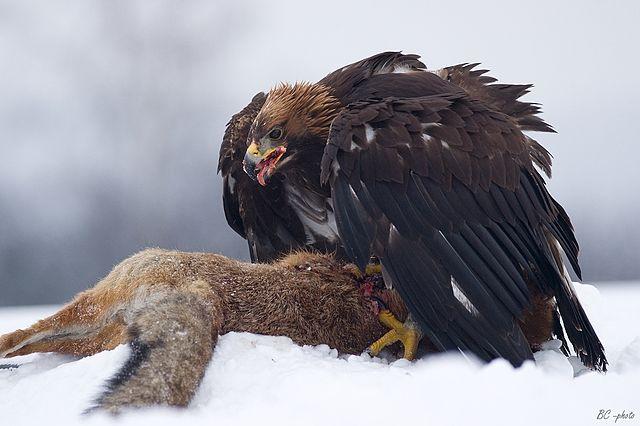 Águia dourada: características, habitat, reprodução, alimentação 7