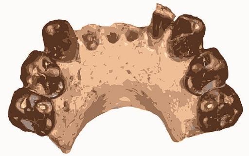 Australopithecus bahrelghazali: características, crânio 1