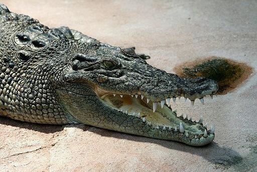 Parque Nacional de Komodo: História, Localização, Flora, Fauna 9