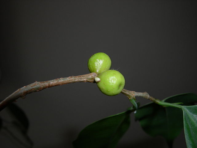 Ficus benjamina: características, reprodução, cuidados 6