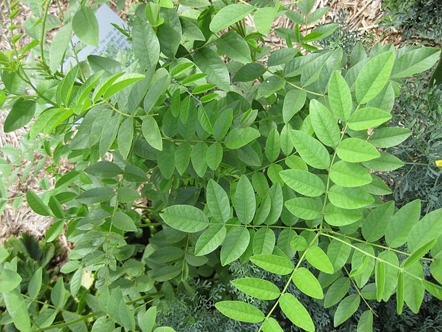 Leguminosas (Fabaceae): características, habitat, cultivo, usos 11