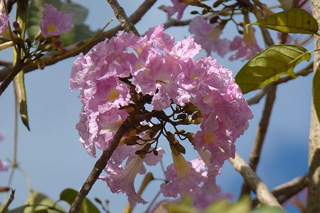 Tabebuia rosea: características, habitat, pragas e usos 7