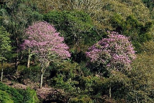 Tabebuia rosea: características, habitat, pragas e usos 8