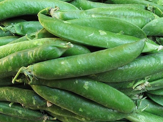 Leguminosas (Fabaceae): características, habitat, cultivo, usos 3