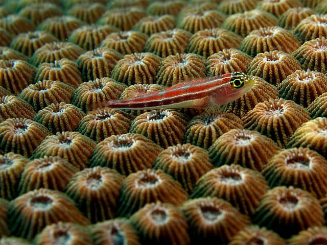 Corais: características, habitat, reprodução, alimentação 6