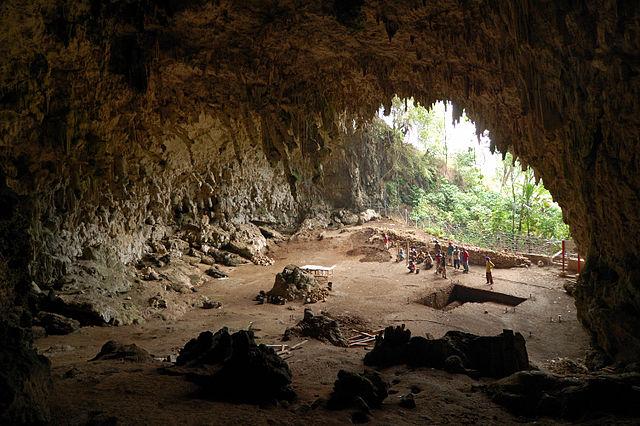 Homo Floresiensis: descoberta, características, crânio 3