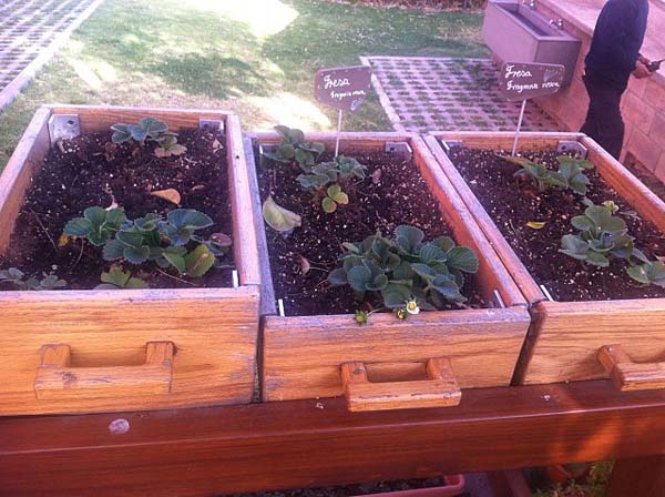 Jardins urbanos: características, tipos, benefícios 3