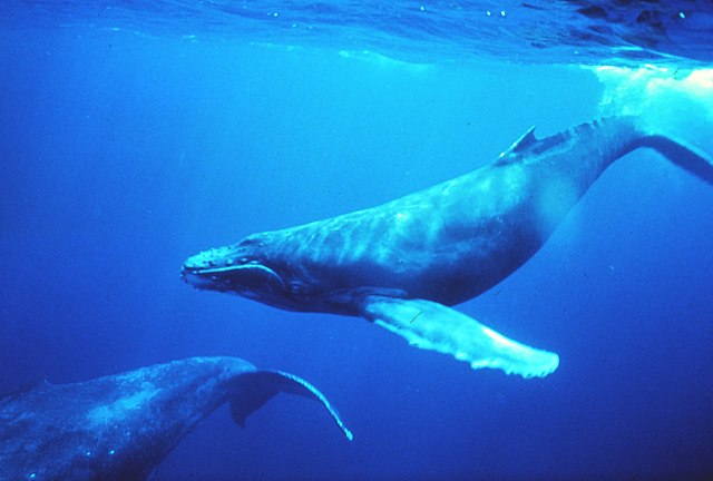 Baleia-jubarte: características, habitat, reprodução, comportamento 2