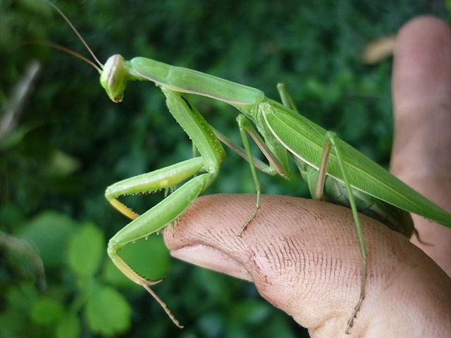 Mantis religiosa: características, hábitat, reproducción, alimentación ...