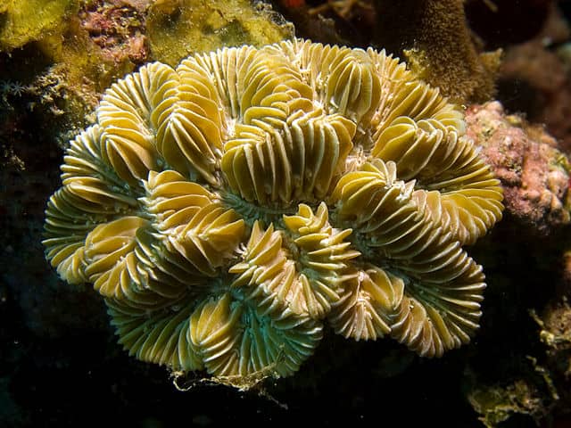 Corais: características, habitat, reprodução, alimentação 5