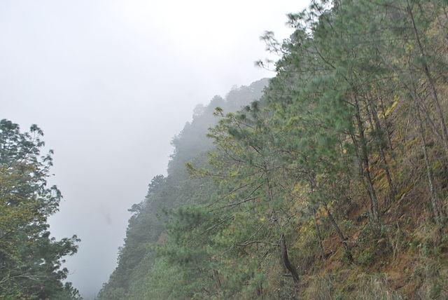 Pinus ayacahuite: características, habitat, cuidados, pragas, usos 3
